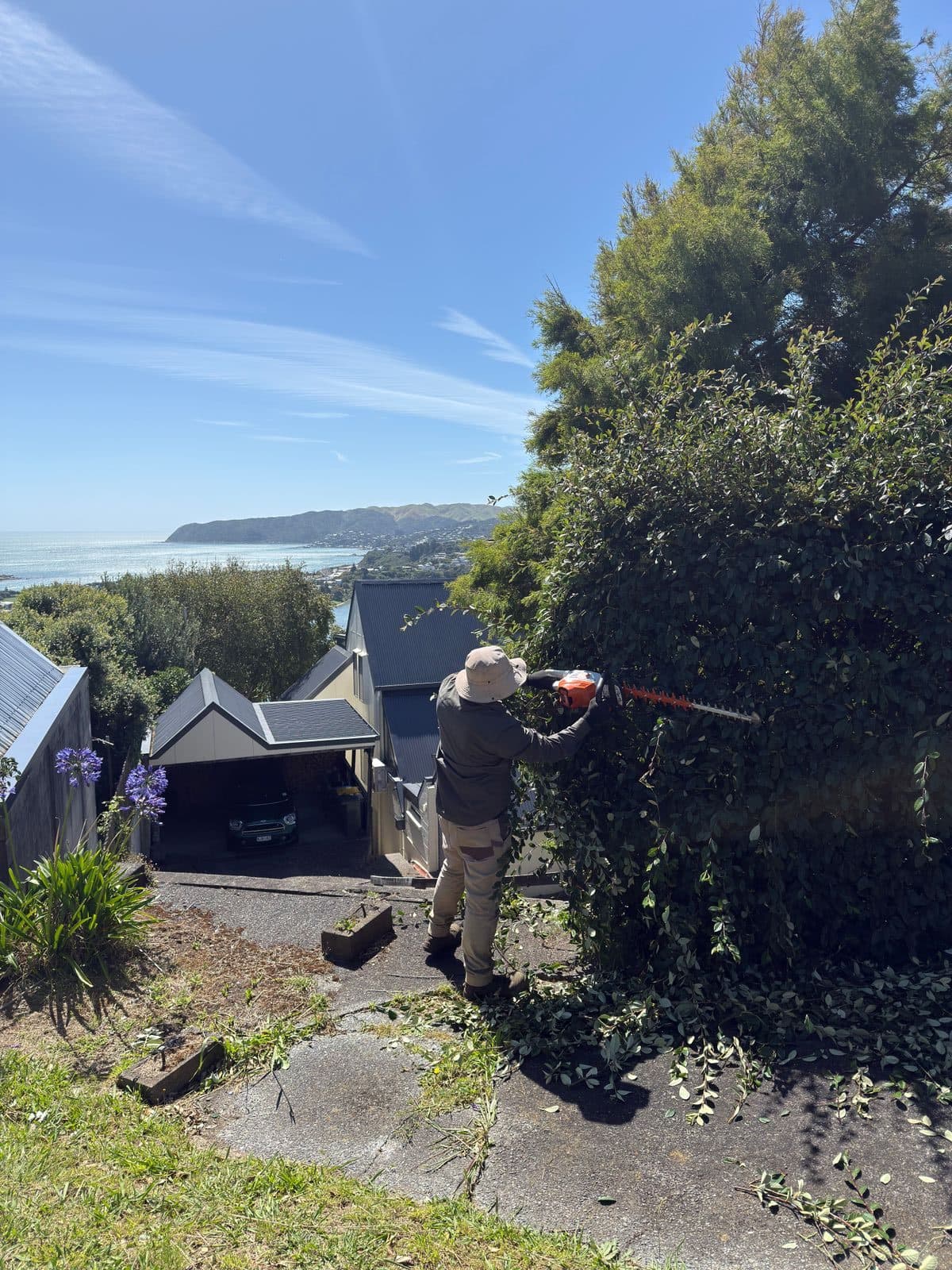 Hedge trimming with Wellington harbour view Cesar's Lawns Services Porirua